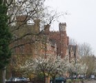 Cherry blossom outside Selwyn College